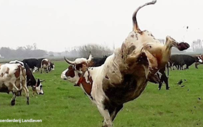 Als dansende koeien de wei weer in?