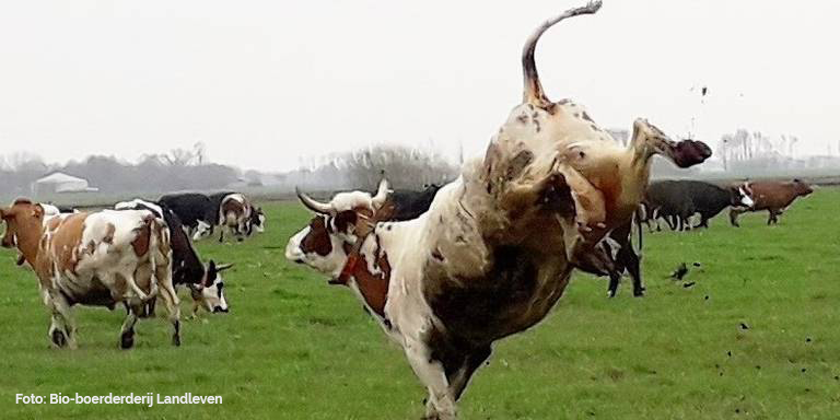Als dansende koeien de wei weer in?